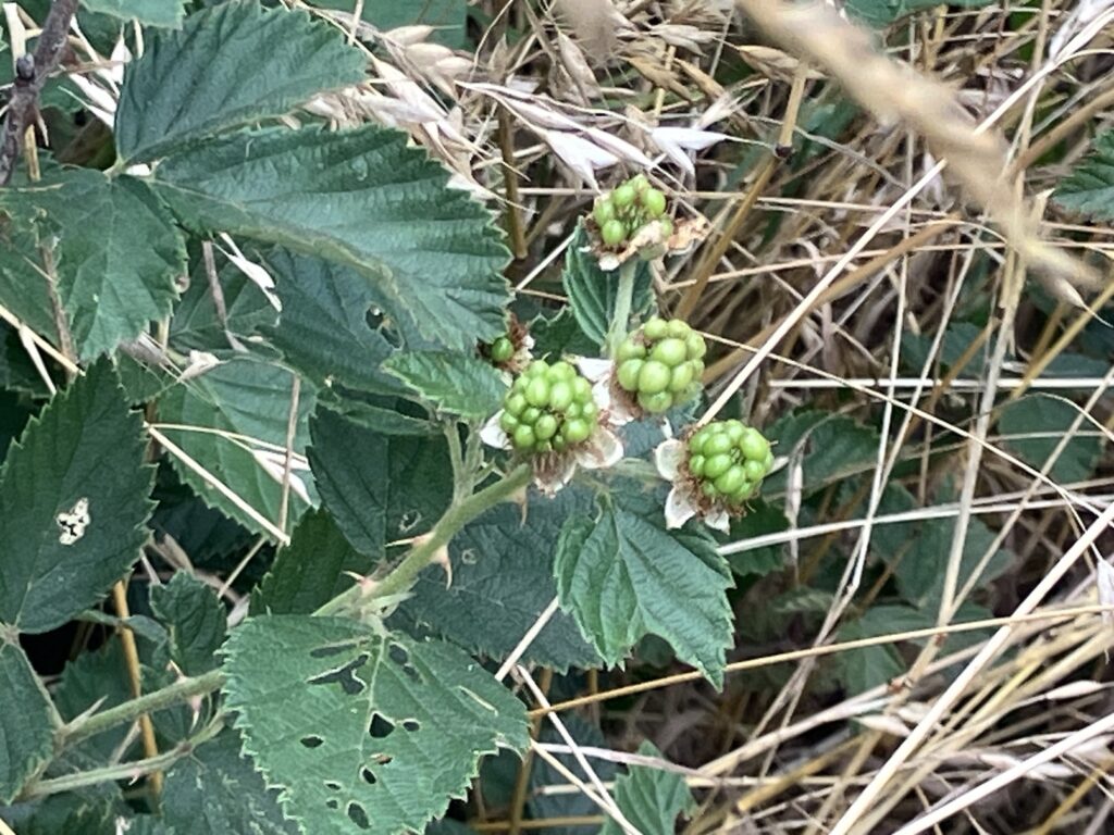 This is a wild-growing Himalayan blackberry bush. I had to cheat and use an app to be sure. I was pretty certain it was a blackberry bush, but that was as far as I could get.