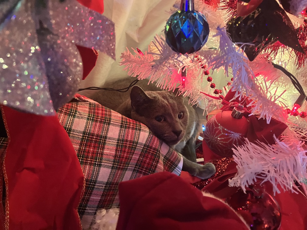 This is Squeak. He's dad's favorite cat. After dinner, dad asked where he was. I went looking for him, and this is where I found him - on the table, under trees 1 & 2.